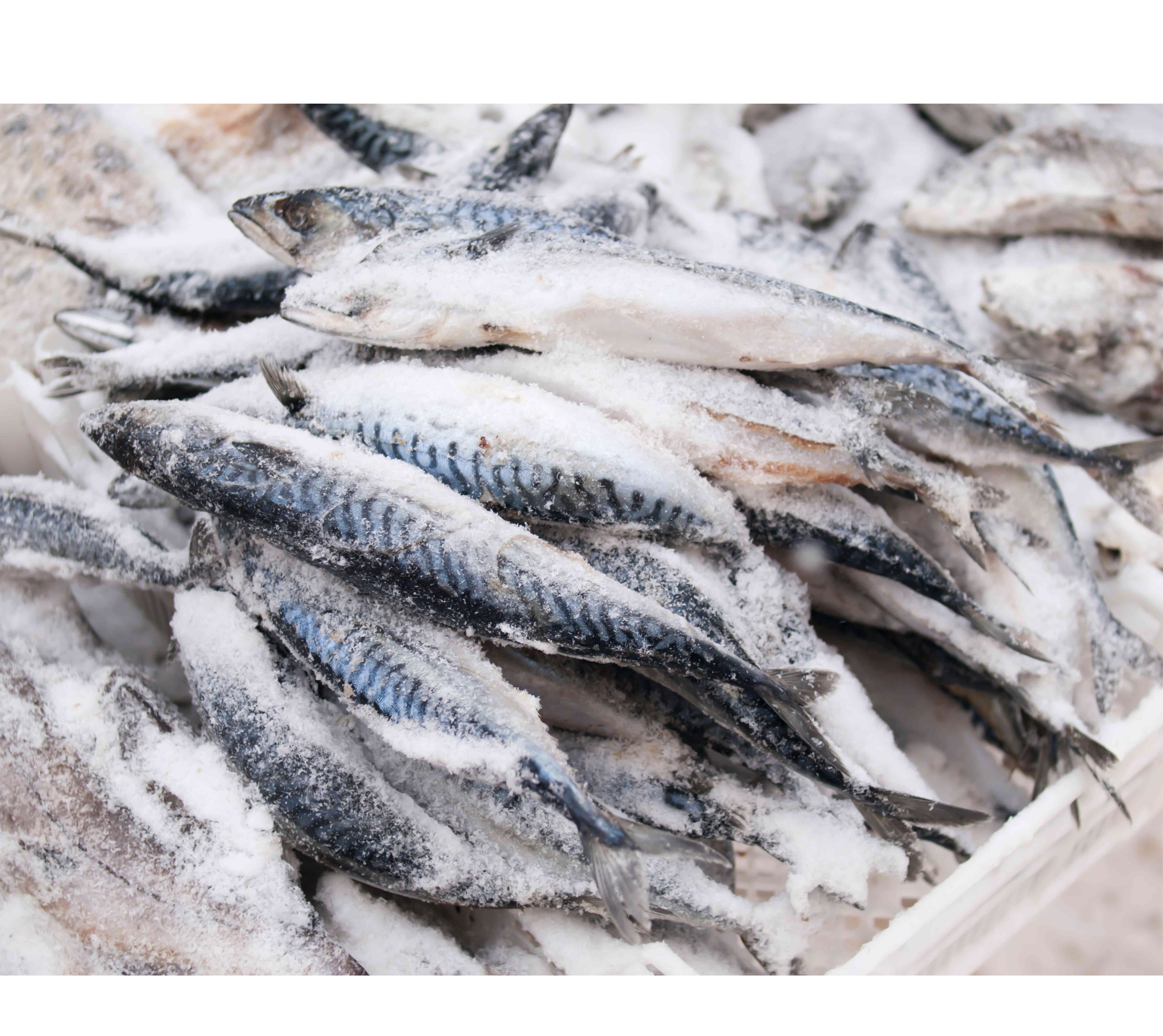 أسماك مجمدة